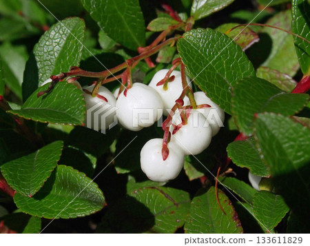 White fruit of the sedge tree White fruit of the sedge tree 133611829