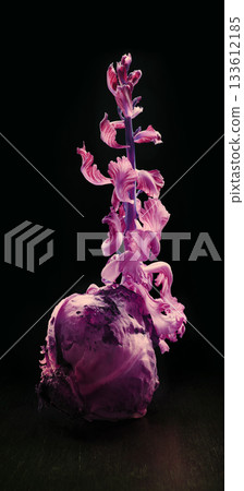 Cabbage sprout sprouted from an old cabbage Cabbage sprout sprouted from an old cabbage 133612185