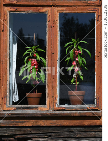 Two potted plants with vibrant red flowers stand on the windowsill of an old wooden house Two potted plants with vibrant red flowers stand on the windowsill of an old wooden house 133612238