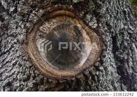 a cut branch and detailed tree rings surrounded by rough, textured bark a cut branch and detailed tree rings surrounded by rough, textured bark 133612242