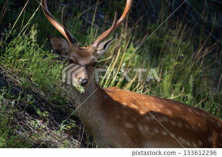 有角的鹿 有角的鹿 133612296