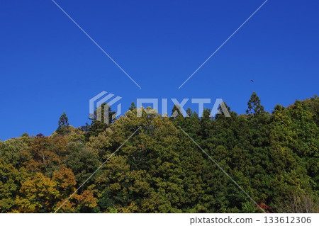 樹和藍天 樹和藍天 133612306