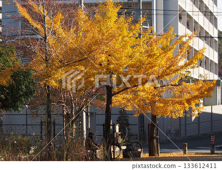 沐浴在秋日陽光下的銀杏樹（神田公園裡葉子泛黃的銀杏樹） 133612411