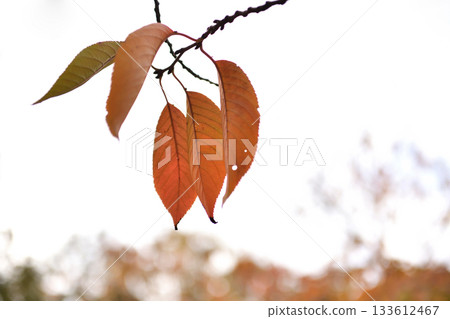 秋葉在陽光下變紅 秋葉在陽光下變紅 133612467