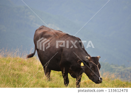 Shikoku Karst Beef 133612478