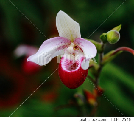 袋狀蘭花 Phragmipedium 袋狀蘭花 Phragmipedium 133612546