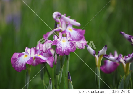 Iris 57 Iris 57 133612608