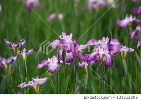 Iris 58 Iris 58 133612609