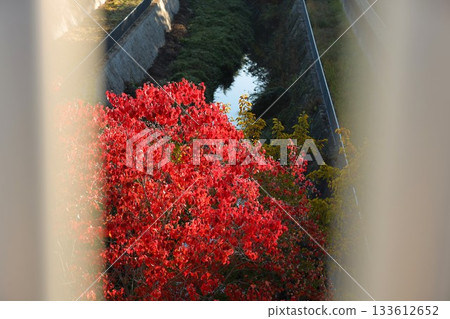 Autumn leaves seen through the lattice Autumn leaves seen through the lattice 133612652