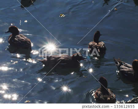 The sunlit water surface and ducks (ducks swimming and quacking in the Enoguchi River) The sunlit water surface and ducks (ducks swimming and quacking in the Enoguchi River) 133612655
