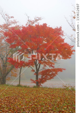 Autumn leaves on a rainy day Autumn leaves on a rainy day 133612697