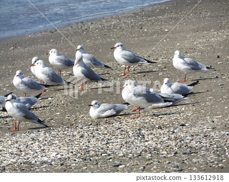 一隻黑頭鷗在海灘上衝浪 133612918