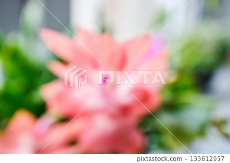 Abstract pink flower blurring with green foliage creating soft bokeh Abstract pink flower blurring with green foliage creating soft bokeh 133612957