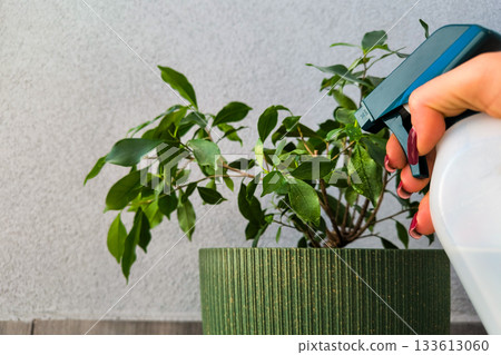 A woman is spraying a house plant, a ficus, from a spray bottle. Care for houseplants. 133613060