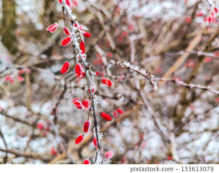 Red berries on bushes in the park in frosty weather. Frost on the bushes. Natural patterns Red berries on bushes in the park in frosty weather. Frost on the bushes. Natural patterns 133613078