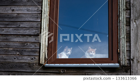 Two Cats Looking Out Window in Latvia Two Cats Looking Out Window in Latvia 133613366