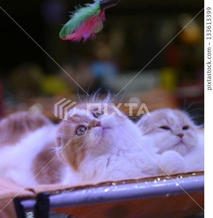 Scottish Fold kitten or Foldex reacting on a teaser, cat show Scottish Fold kitten or Foldex reacting on a teaser, cat show 133613399