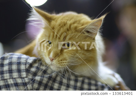 Woman owner holding on arms pedigreed cat of Maine Coon breed, cat show 133613401