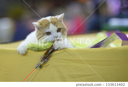 British Shorthair cat playing with a teaser. cat show 133613402