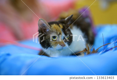 Selkirk Rex cat kitten lying on cloth, cat show 133613403