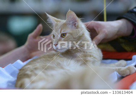 Pedigreed cat of Maine Coon breed standing on a table, a judge hands holding it estimating its color and proportions. Cat show 133613404
