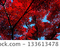 Bright red autumn leaves 133613478