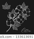 Cotton plant branch with leaves. 133613691