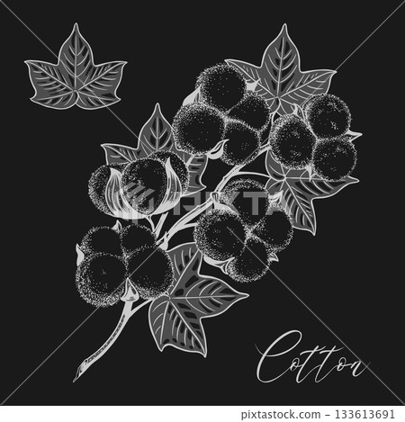 Cotton plant branch with leaves. 133613691