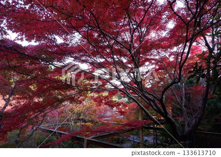 京都府京阪那紀念公園翠景庭園的楓樹 京都府京阪那紀念公園翠景庭園的楓樹 133613710