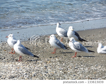 A black-headed gull standing tall at Kenmigahama Beach 133613839