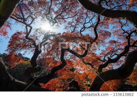 The silhouette of maple trees illuminated by sunlight and the colors of the leaves The silhouette of maple trees illuminated by sunlight and the colors of the leaves 133613862