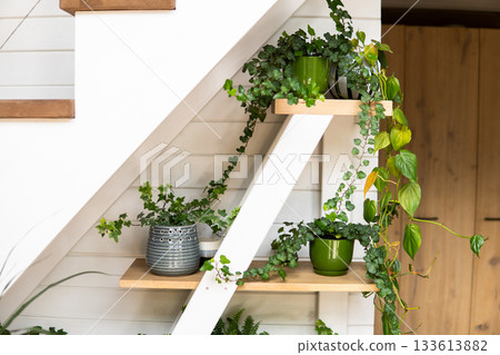 Green indoor plants on wooden shelves under white staircase in cozy home interior 133613882