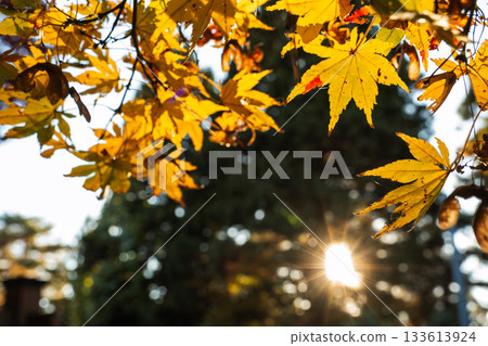 金色的楓葉和陽光 133613924