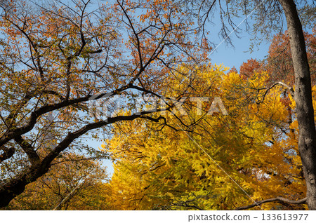秋日美景，金黃的樹葉映襯著蔚藍的天空。 133613977
