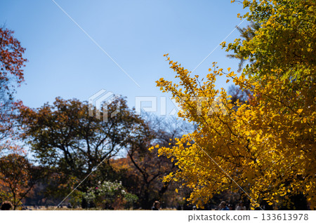 秋日美景，金黃的樹葉映襯著蔚藍的天空。 133613978