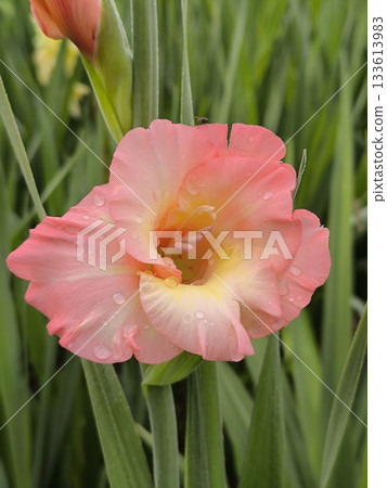 A delicate scarlet gladiolus flower bloomed on a summer day in the garden. 133613983