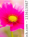Pink cosmos flowers are blooming 133613987