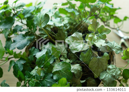 Ivy (Hedera helix) infested with spider mites. Houseplant diseases. Pest infestation concept. Selective focus 133614011