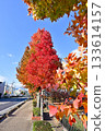 Street tree of autumn leaves Zelkova 133614157