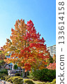 Street tree of autumn leaves Zelkova 133614158