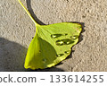 Yellow ginkgo leaves floating on water 133614255