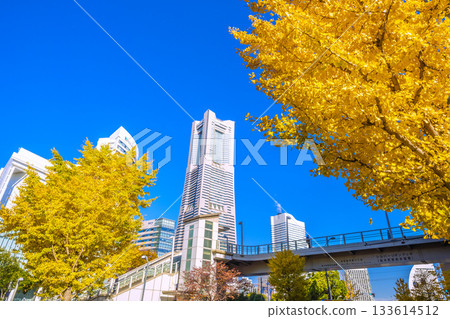 Yokohama cityscape in Japan: View of Sakuragicho Station and Yokohama Landmark Tower, illuminated in autumn colors (November 26th) 133614512
