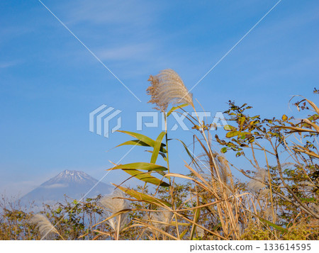 Susuki and Mt. Fuji in Winter Susuki and Mt. Fuji in Winter 133614595