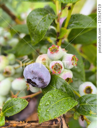 Vaccinium sect. Cyanococcus berries grow on the branches of the bush in summer. The berries ripen gradually against the backdrop of the leaves. 133614719