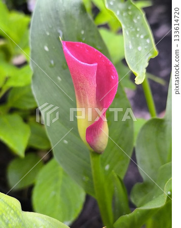 A pink Zantedeschia flower bloomed on a summer day in the garden against a backdrop of green leaves. 133614720