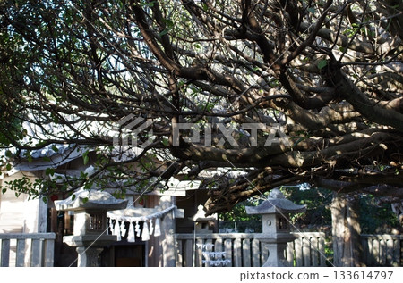 龍王神社阿古樹 龍王神社阿古樹 133614797