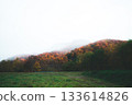 秋日的落葉籠罩在薄霧之中。 133614826
