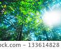 陽光明媚，綠意盎然 133614828