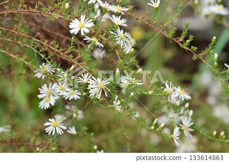 孔雀菊（菊科） 133614863