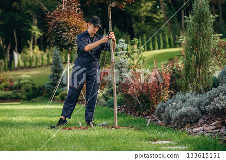 Fixing the growing little tree for the straight position. Professional gardener is on the lawn 133615151